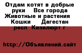 Отдам котят в добрые руки. - Все города Животные и растения » Кошки   . Дагестан респ.,Кизилюрт г.